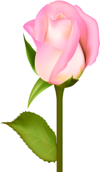 Pin By Jordan Jelev On Roses - Beautiful Rose Art (356x600), Png Download