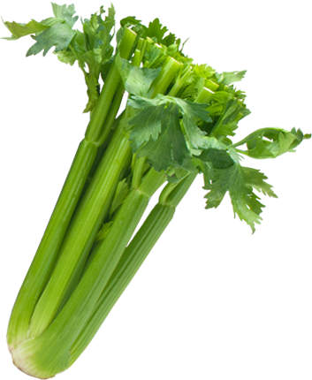 Celery Transparent Sleeved Image Black And White Download - Celery Sleeved (353x430), Png Download