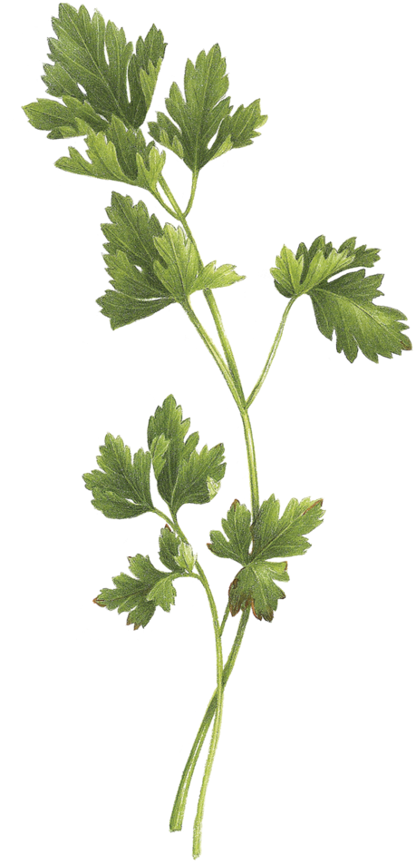 Bouquet Garni (1200x1200), Png Download