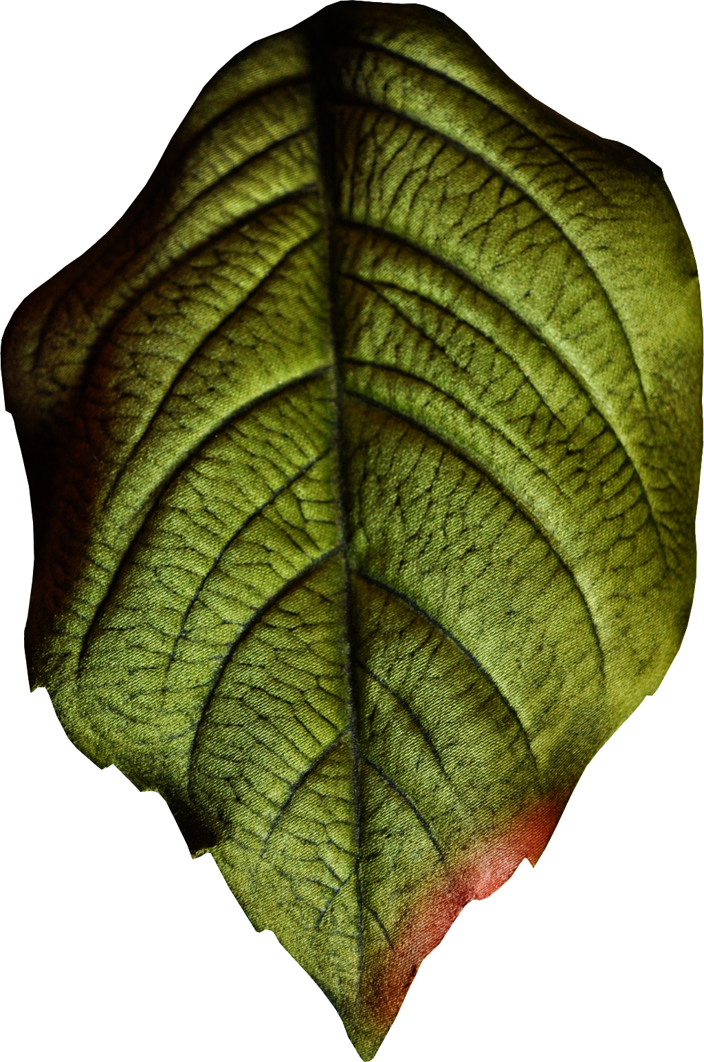 Hand Painted Realistic Texture Leaf Png Transparent - Download (1024x1545), Png Download