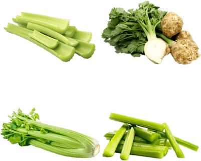 Celery - Celer Řapíkatý Balený 500g (400x400), Png Download