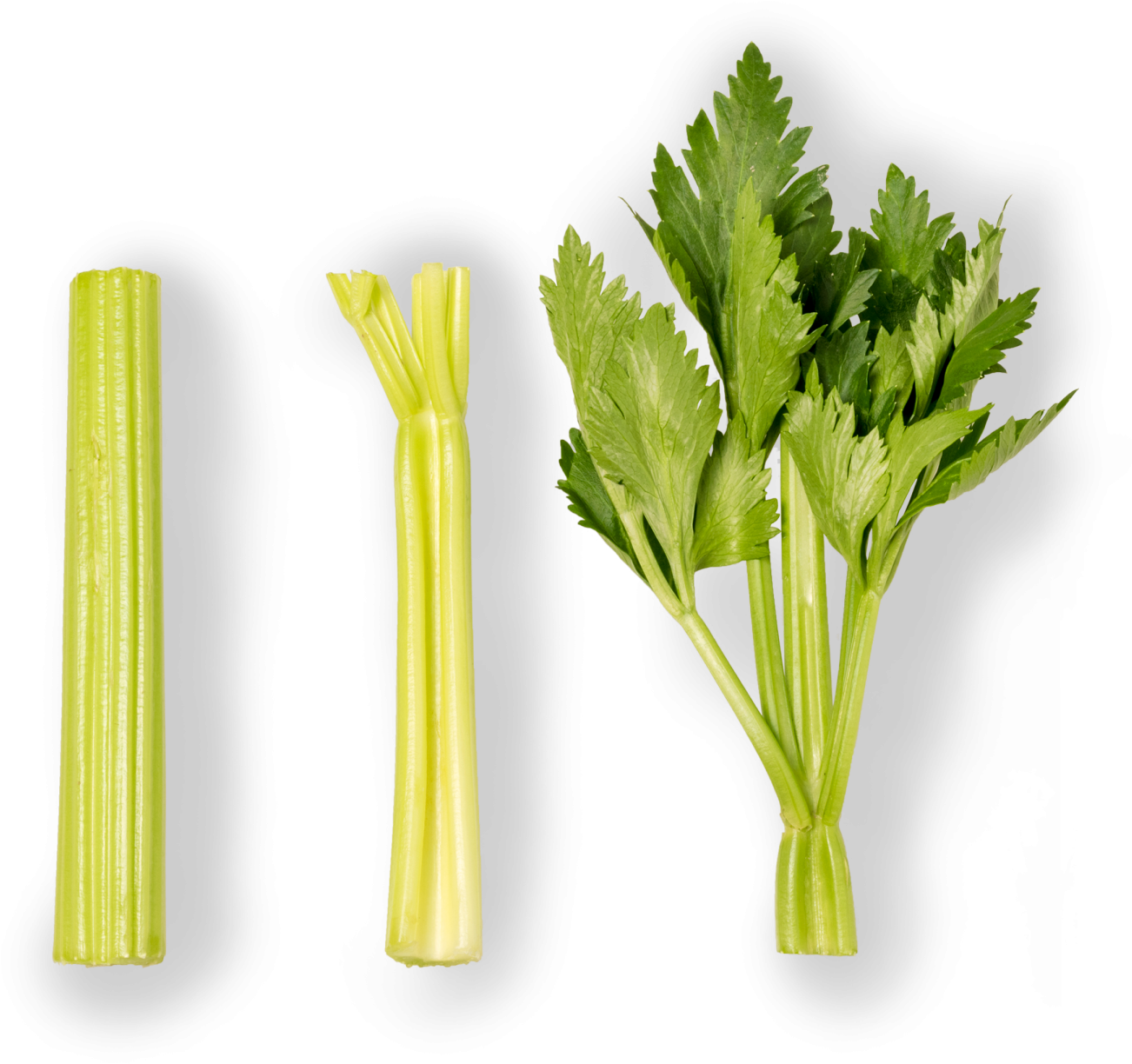 Celery - Grupo Lucas (1500x1500), Png Download