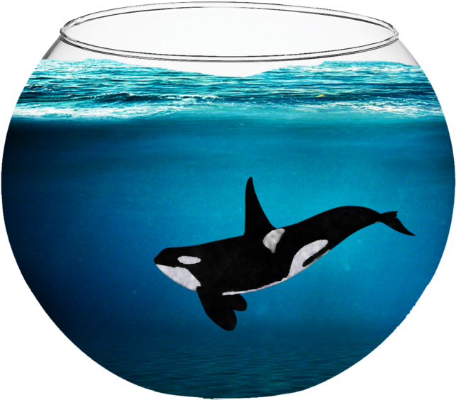 Orca In A Fishbowl By Fabala Thropp-d9bjq3t - Killer Whale In A Fish Bowl (800x800), Png Download