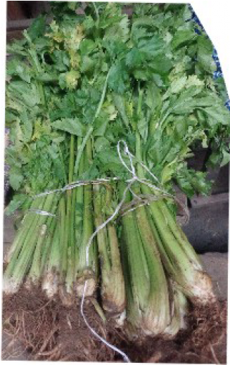 Celery Leaves/portion - Welsh Onion (518x518), Png Download