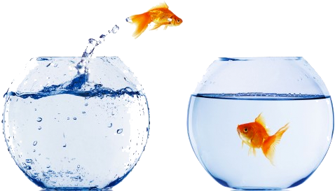 Goldfish In Bowl Png - Crosscall Shark V2 - 64 Mb - Schwarz - Ohne Sim-lock (499x272), Png Download