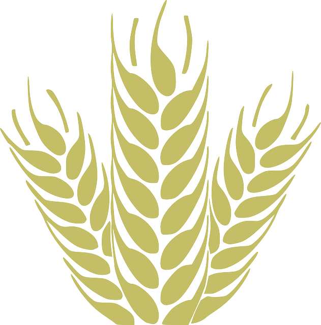 Harvest Corn, Grain, Spica, Wheat, Cereals, Harvest - Wheat Icon Png (631x640), Png Download