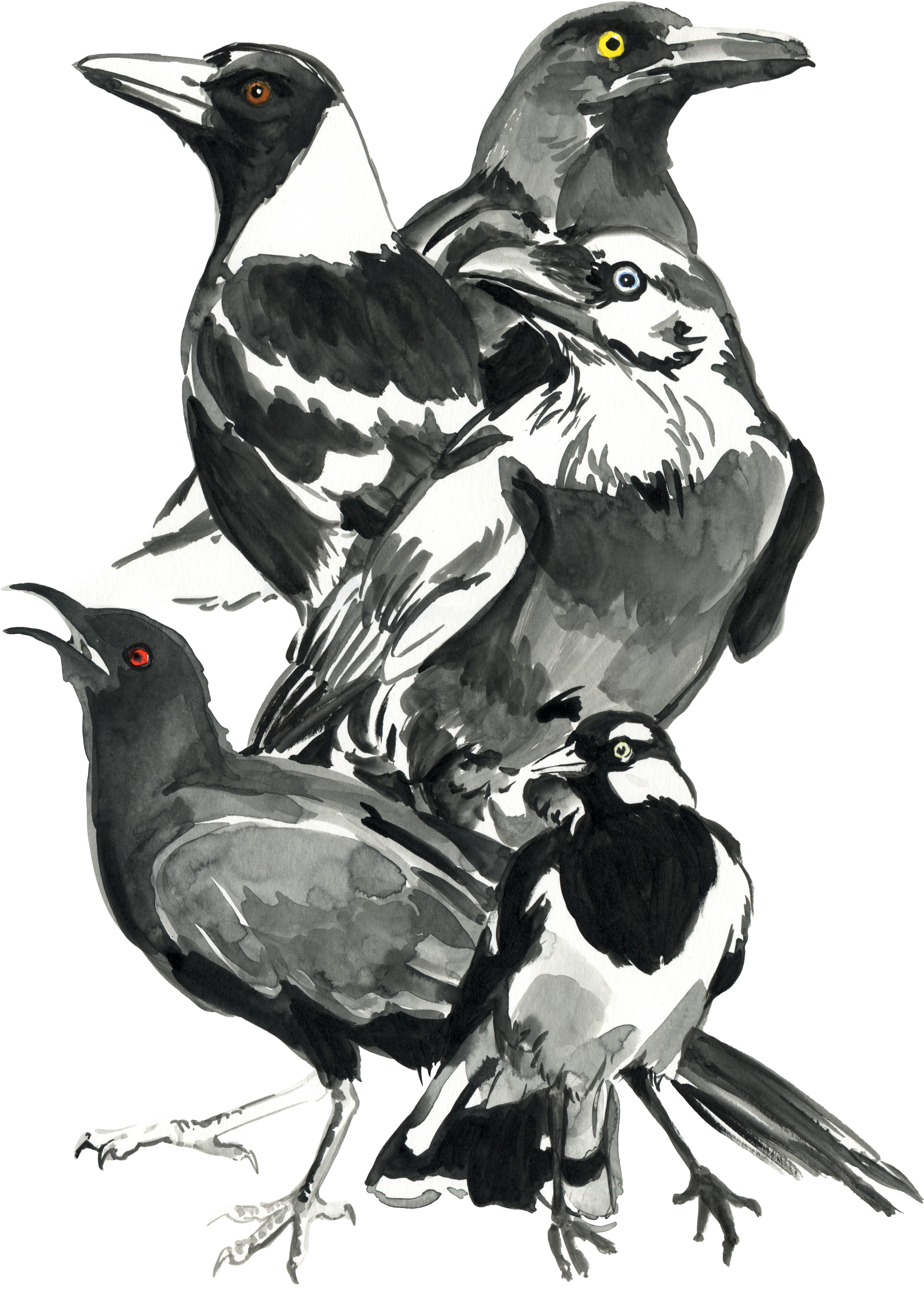 Black And White Birdsnbg (4647x6208), Png Download