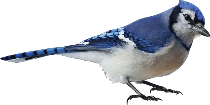 Blue Jay - Blue Jay Png (715x360), Png Download