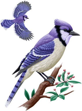 The Blue Jay, Mostly Found In The Continent If North - Blue Jay Birds (322x403), Png Download
