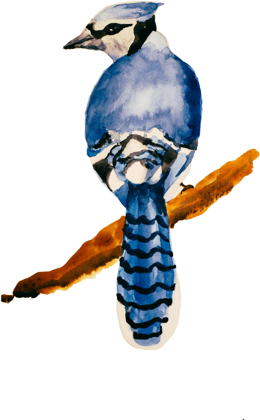 The Blue Jay (1000x1500), Png Download