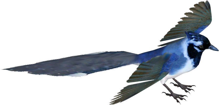 Black Throated Magpie Jay - Black-throated Magpie-jay (894x894), Png Download
