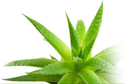 Aloe Vera And Ulcers - Aloe Vera Leaf Png (457x307), Png Download