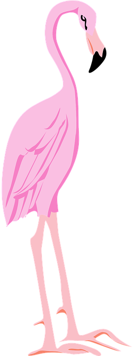 Flamingo Clipart Pink Thing - Flamingos (360x720), Png Download
