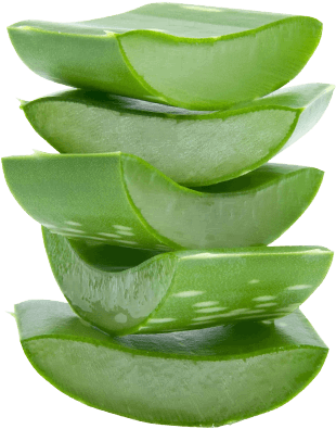 Aloe Vera - Aloe Vera Leaf Png (474x500), Png Download