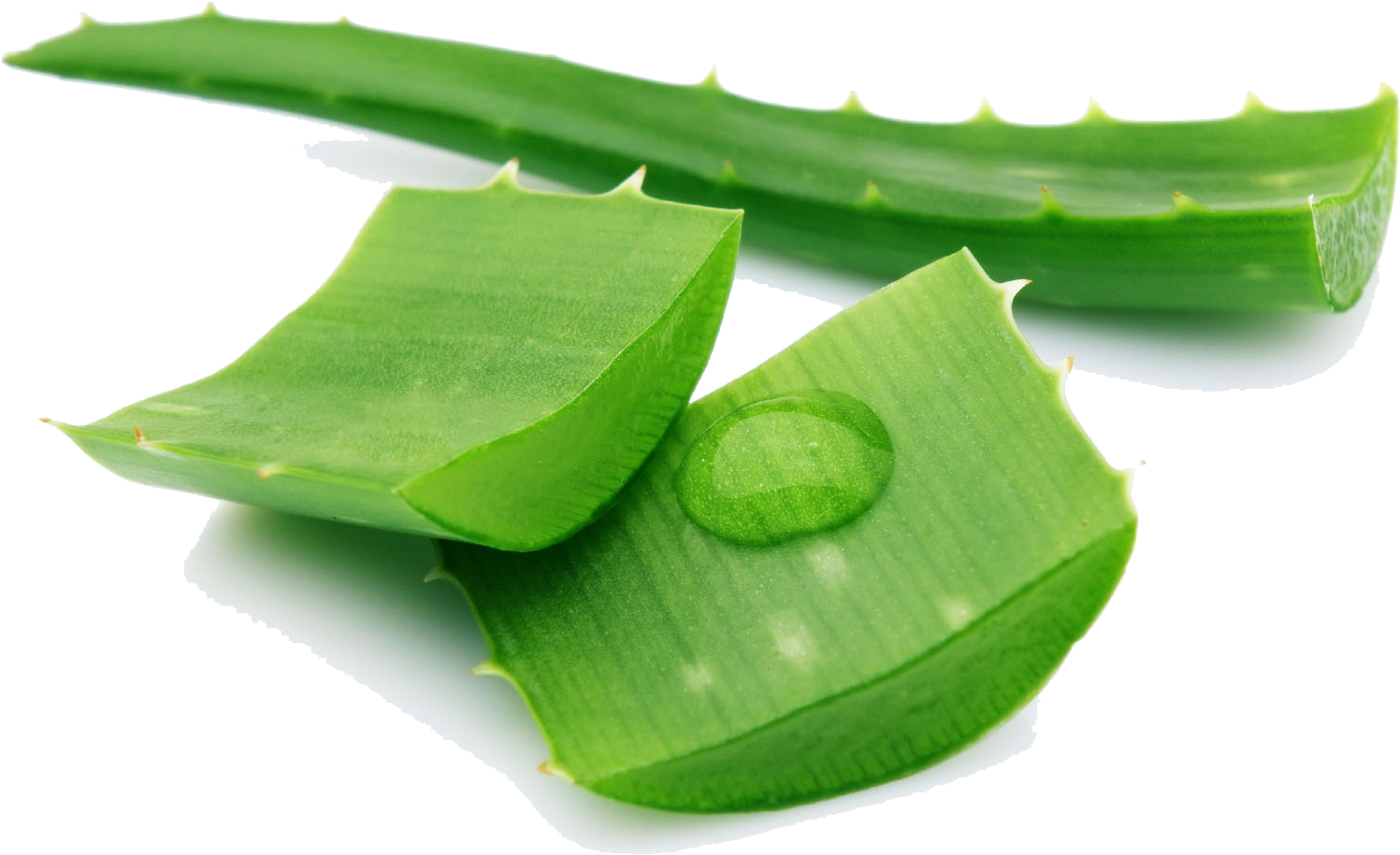 Aloe Png Pic - Aloe Vera In 4" Plastic Pot - Medicine Plant - Burn (1691x1135), Png Download