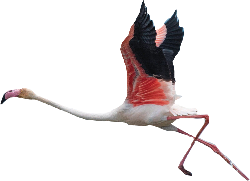 Flamingo Clipart Flying - Transparent Background Flamingos Flying (1001x724), Png Download