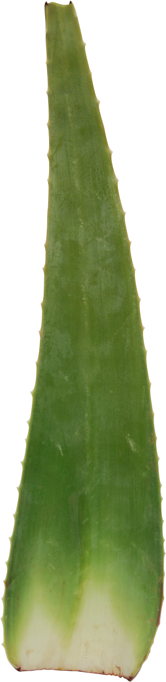 Leaves - Agave (800x1671), Png Download