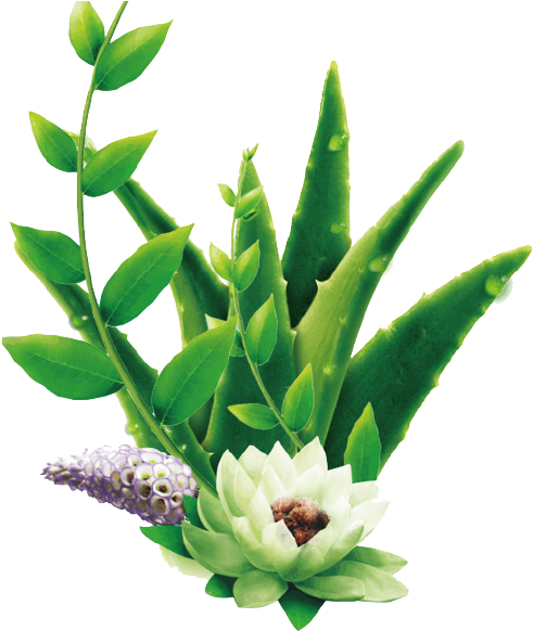 Download The Original Super Juice Aloe Vera Png Png Image With No Background Pngkey Com
