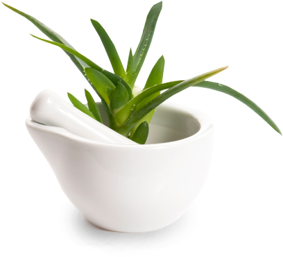 Aloe Vera Is A Plant That Maybe You Even Grow At Home - Aloe Vera (532x622), Png Download
