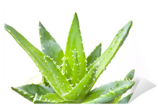 Sabila Verde (400x400), Png Download