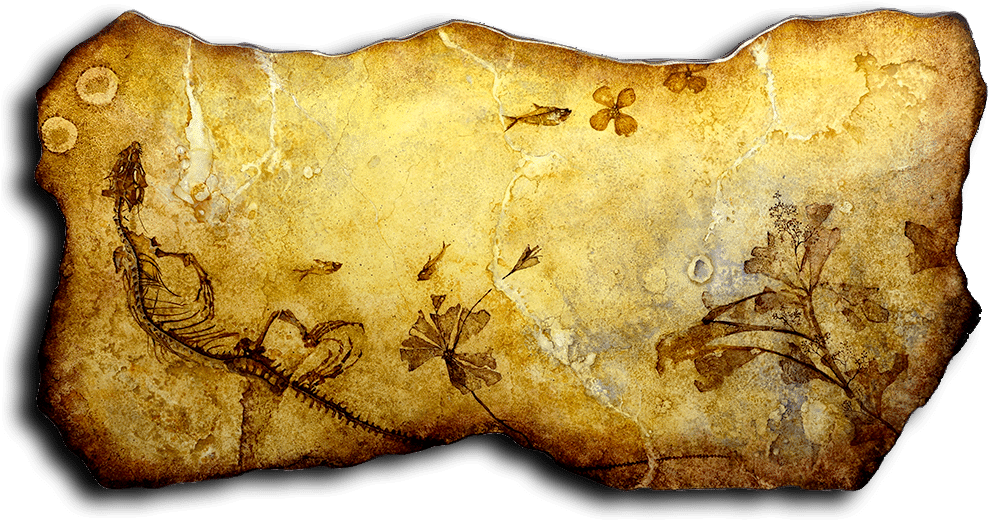 Basking In Time - Exposures International Gallery (1000x557), Png Download