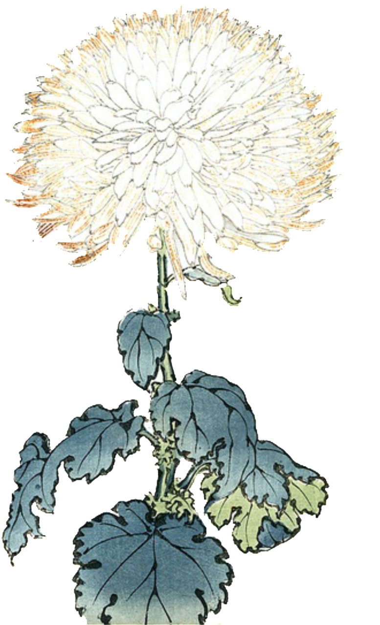 Elegante Y Luz De Color Pintado A Mano Elementos Ornamentales - Flower (1024x1412), Png Download