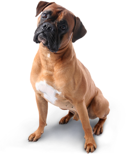 Boxer Dog Transparent Background Free Transparent Png Download Pngkey
