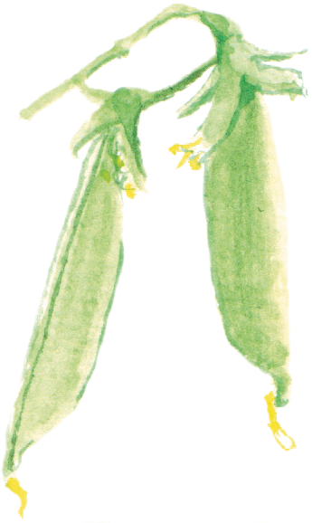 豌豆peas - Yellow Iris (345x578), Png Download