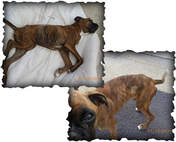 Picture - Boxer Jkd (577x464), Png Download