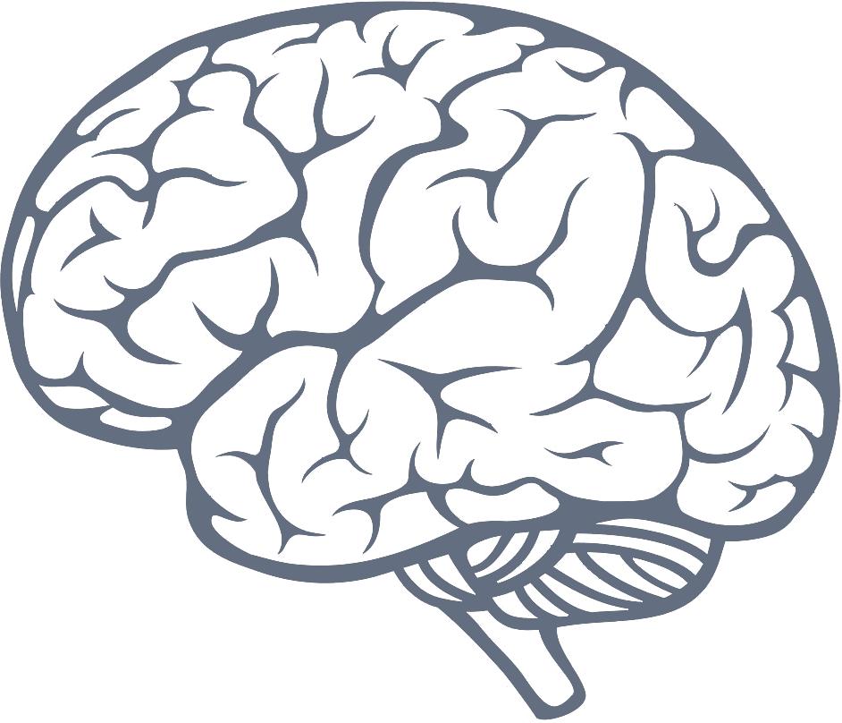 Simple Brain Drawing At Getdrawings - Brain Png (942x808), Png Download