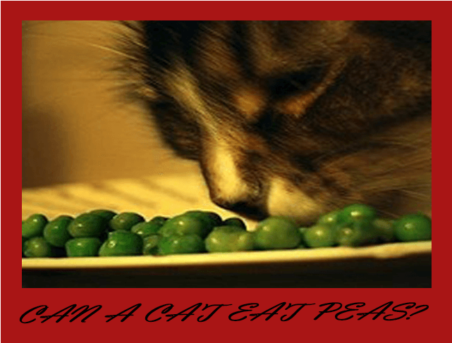 Funny (800x600), Png Download