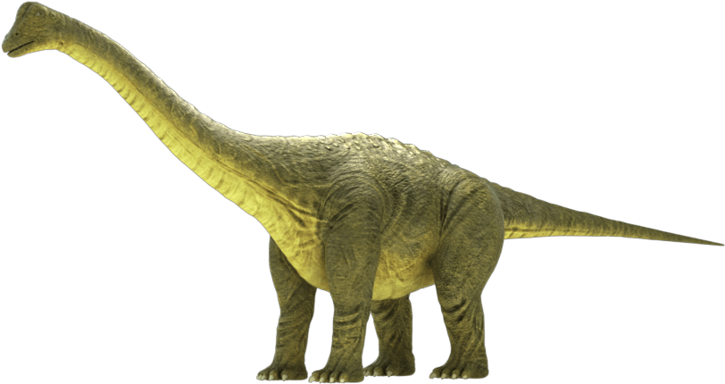 Brontosaurus Apatosaurus 3d Model - Brontosaurus (850x850), Png Download