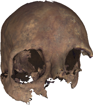 Skull , A Png Image - Transparent Skull Face (1083x861), Png Download