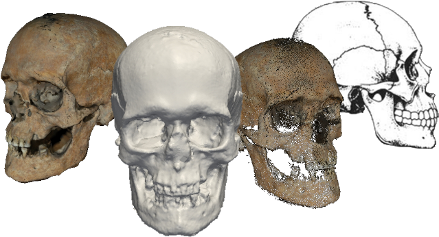 Once Obtained The 3d Model, - Skull (688x413), Png Download