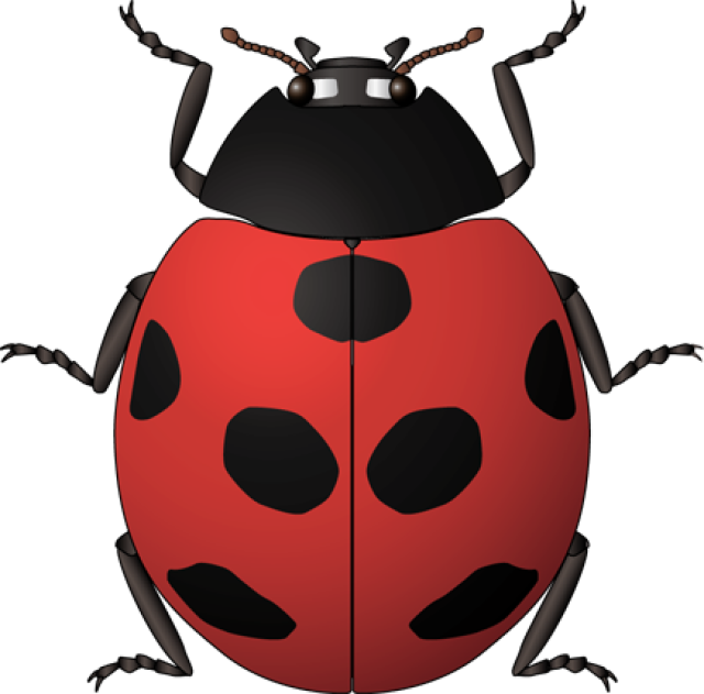 Ladybug Clipart Vintage - Insects Kids Spanish (640x631), Png Download