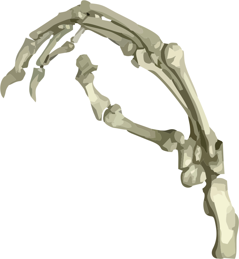 Morphosource - Wood (838x906), Png Download