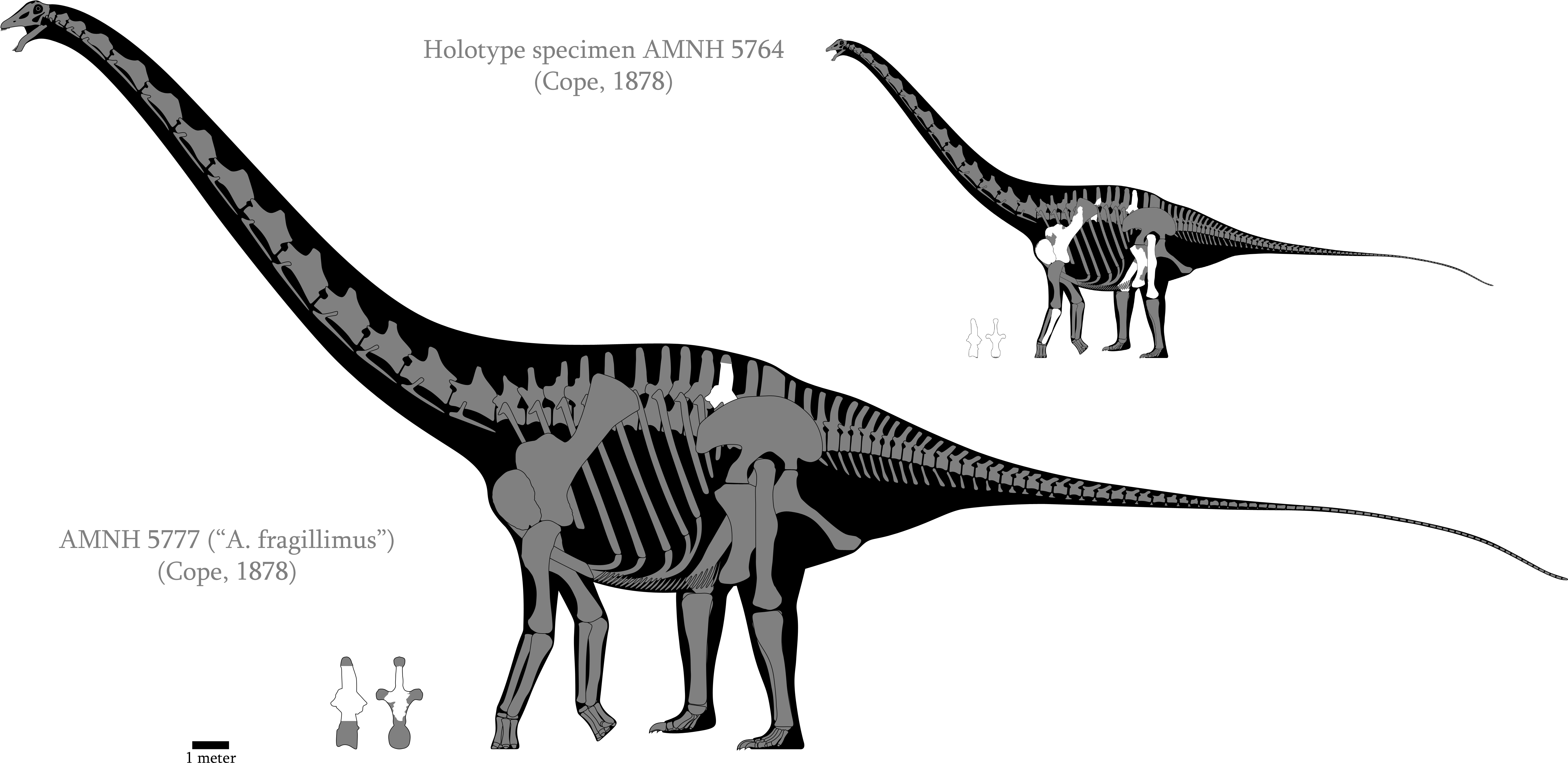 Amphicoelias Skeletal Reconstructions By - Amphicoelias Skeleton (6150x3050), Png Download