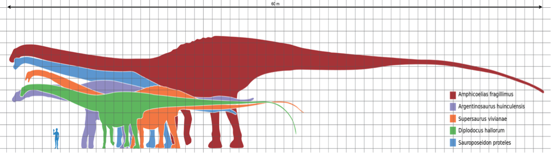 Aquatic Brontosaurus - Diplodocus Vs Brontosaurus Size (1130x314), Png Download