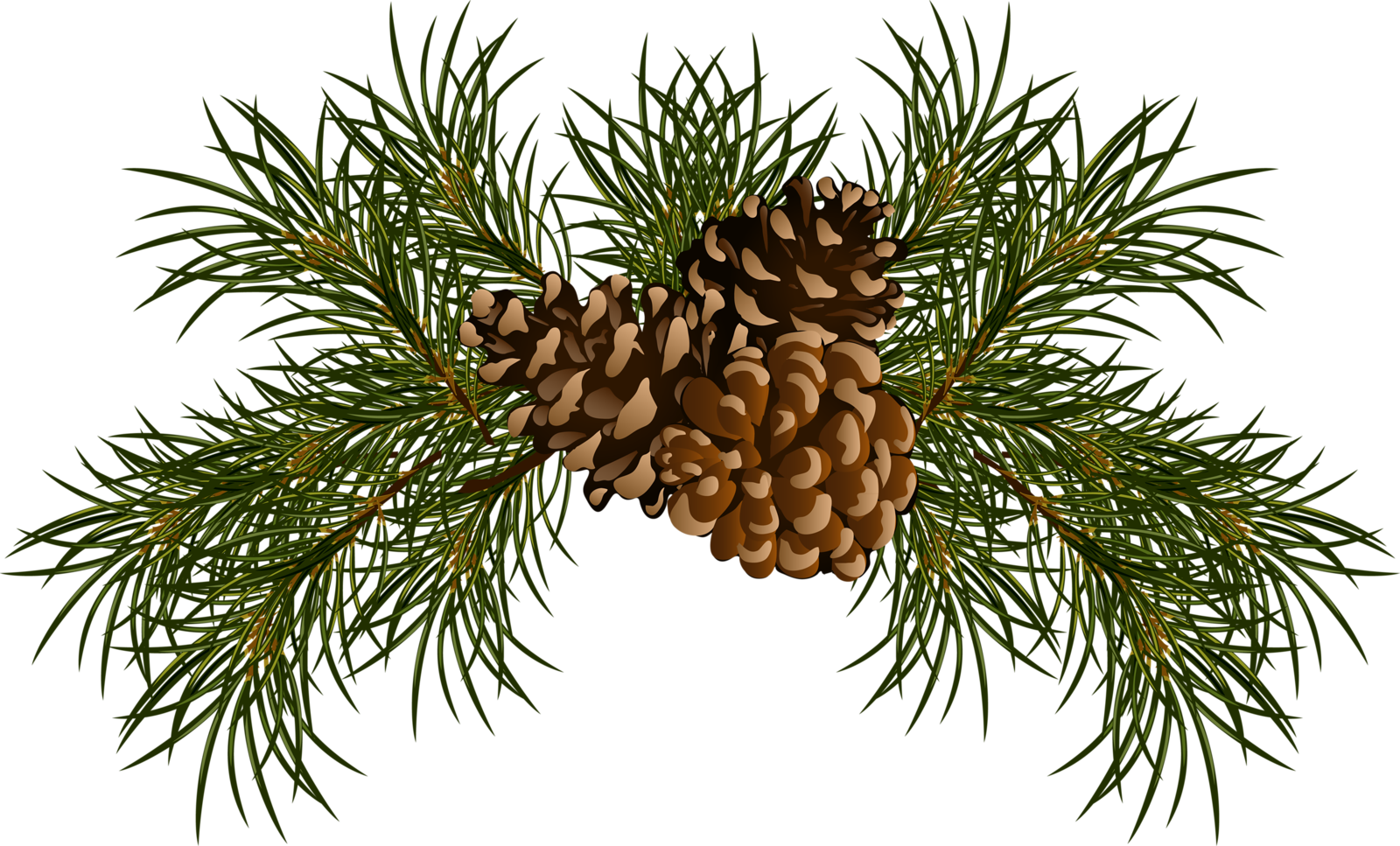 Фото, Автор Хан Надежда На Яндекс - Pine Cones Clip Art (1600x967), Png Download