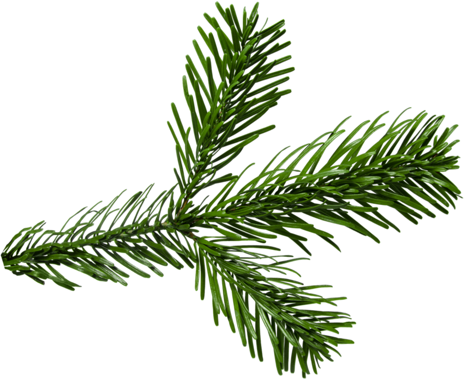 Png Pine Branch - Two Needle Pinyon Pine (987x810), Png Download