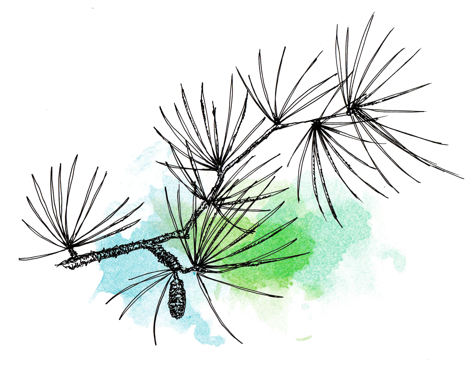 Traditional Art - Pond Pine (2000x1542), Png Download