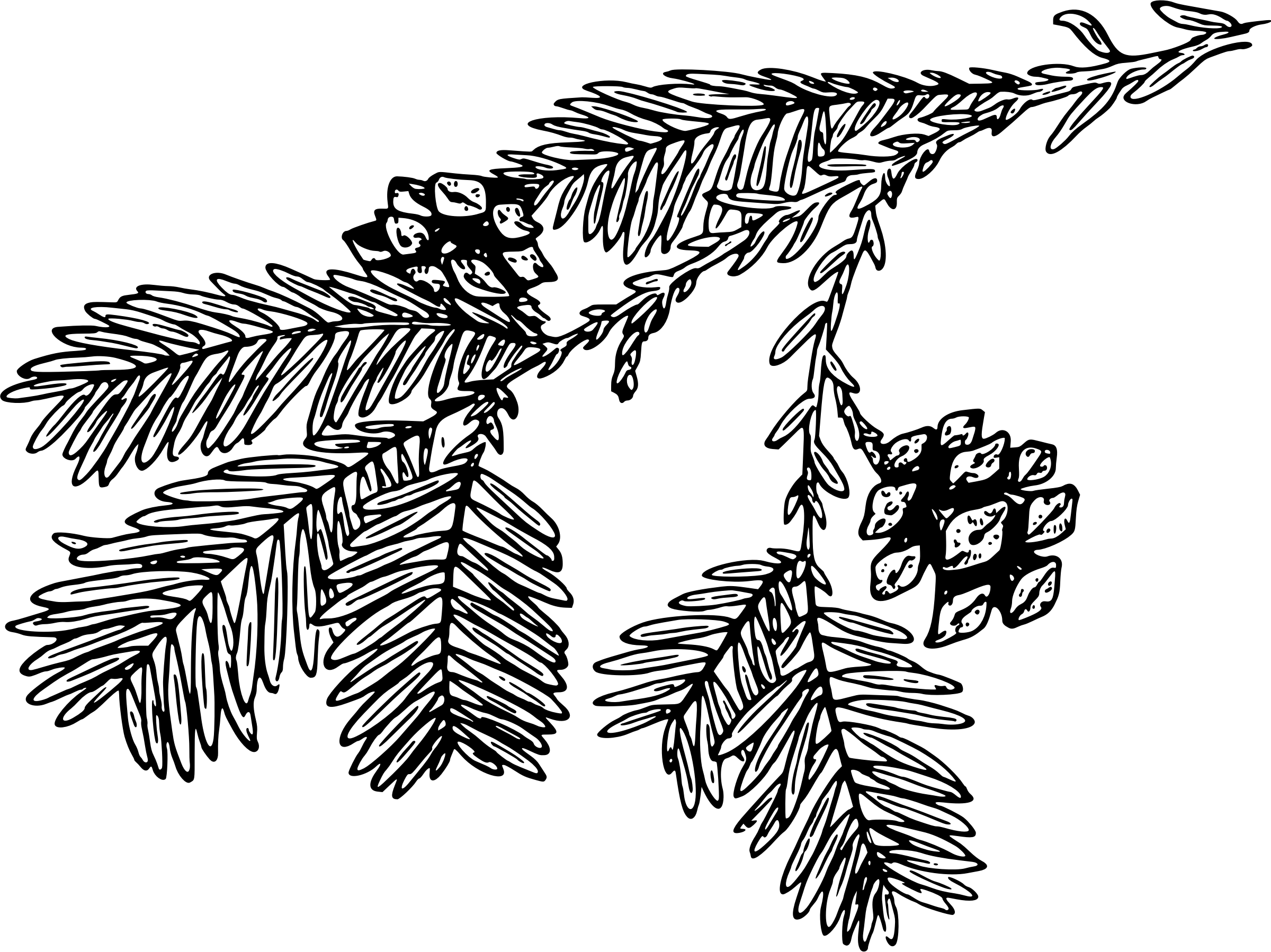 Transparent Download Big Image Png - Pine Branch Black And White Png (2400x1798), Png Download