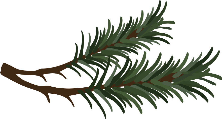 Branch Vector Pine Needle - Pine Needle Clipart (1000x473), Png Download
