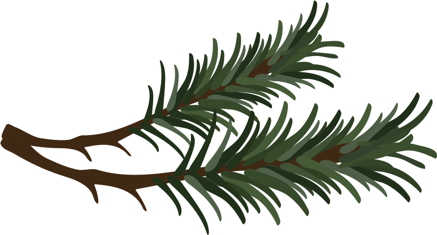 Pine Needles Clipart
 Download Branch Vector Pine Needle Pine Needle Clipart PNG Image with