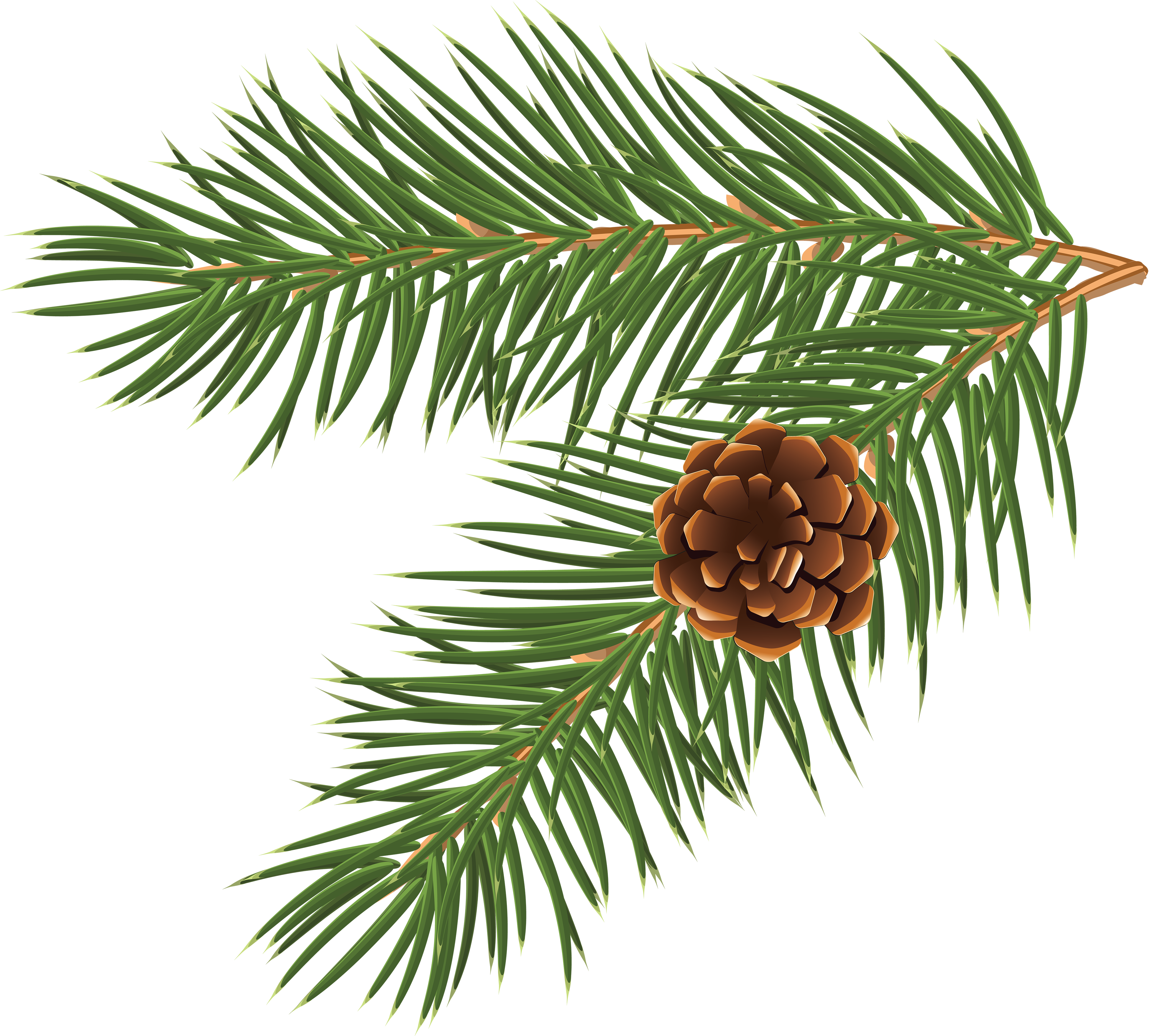 Pinus Taeda Conifer Cone Branch Tree Clip Art - Fir Tree Branch Vector (3900x3515), Png Download