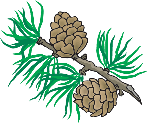 Cone - Autumn (492x504), Png Download