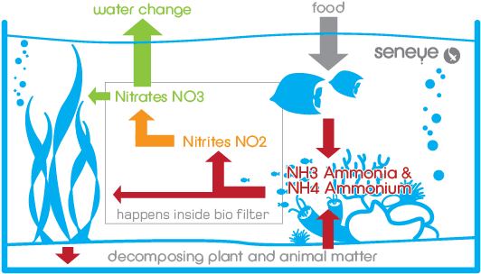 Seneye New Tank Syndrome And Bacteria Cycling In New - Aquarium Bacteria (700x400), Png Download