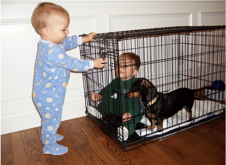 A Puppy In A Crate Never Gets Into The Habit Of Destroying - Toddler (1024x563), Png Download
