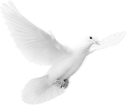 Svg Royalty Free Put A Bird On It Lovedisciple - Dove Png (440x370), Png Download
