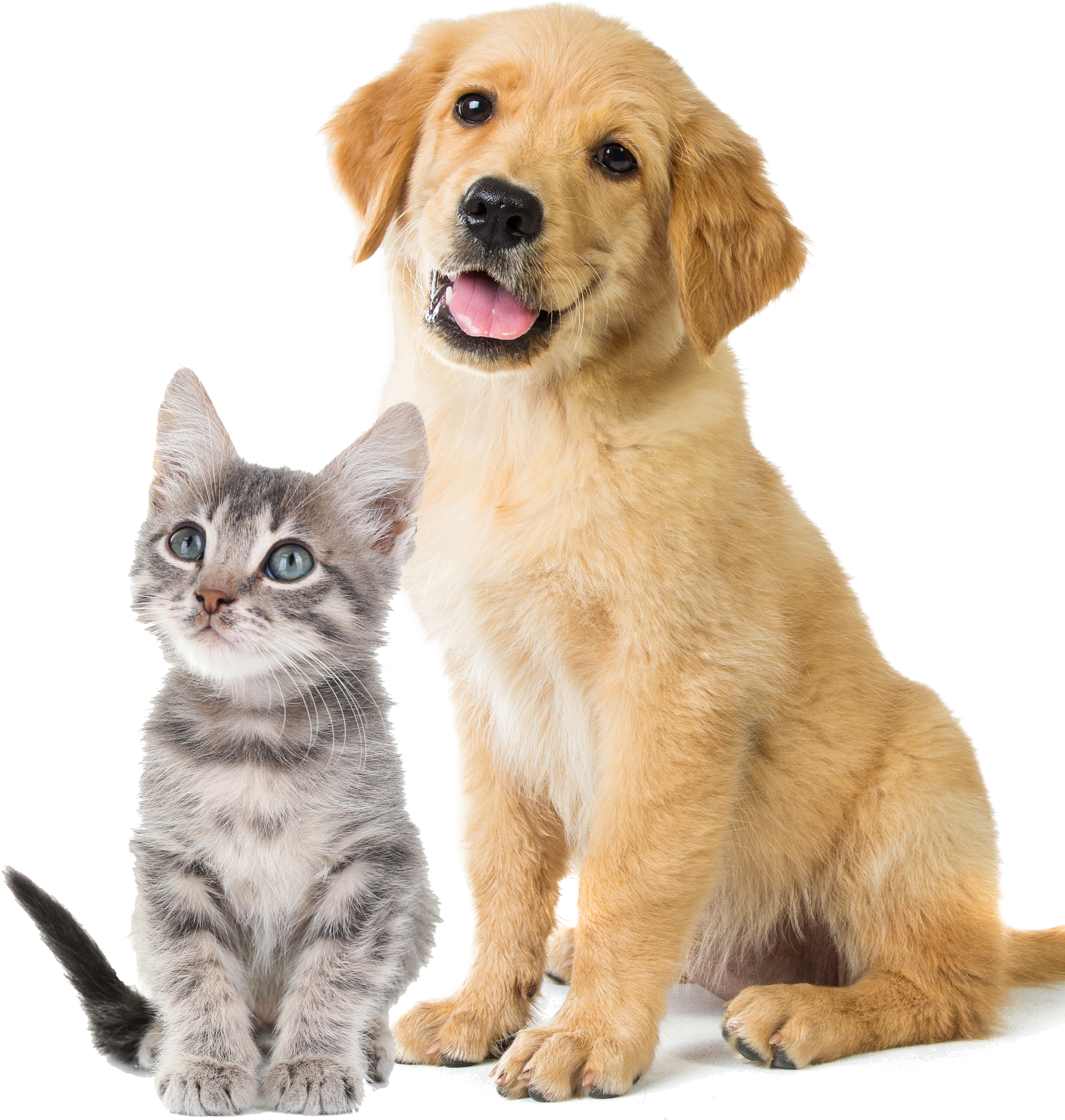 Mercy Pet Clinic - Dog Reindeer Costume (3000x3164), Png Download